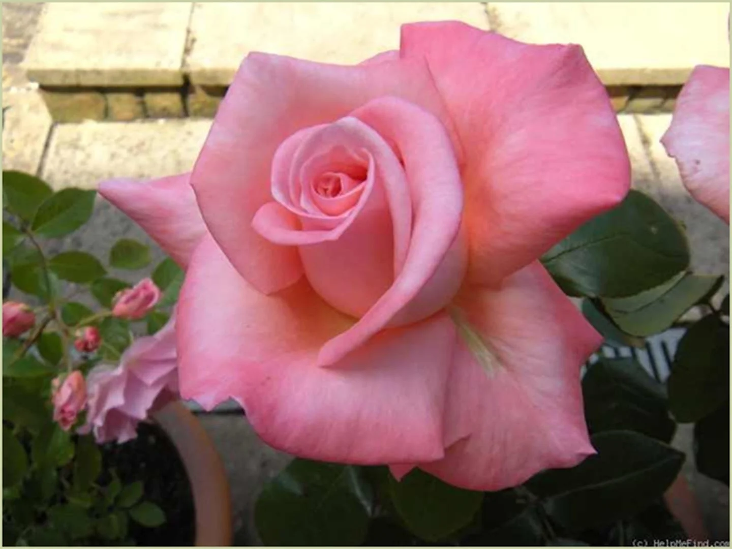 Rosemary Harkness — Select Roses